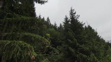 FPV hava aracı dağdaki sisli ormanın üzerinde uçuyor..