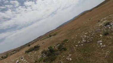 Gün batımında yeşil bir yay tarlasında koşan vahşi at sürüsünün hava fpv görüntüsü.. 
