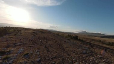 Gün batımında yeşil bir yay tarlasında koşan vahşi at sürüsünün hava fpv görüntüsü.. 