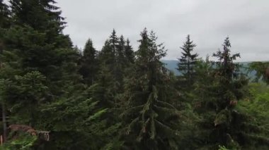 FPV hava aracı dağdaki sisli ormanın üzerinde uçuyor..