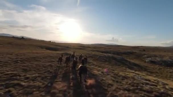 Letecký fpv drone záběr stáda divokých koní běží na zelené jarní pole při západu slunce. — Stock video