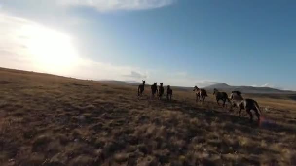 Aerial fpv drone shot of a had of wild horses running on a green spring field at the sunset. — Vídeos de Stock