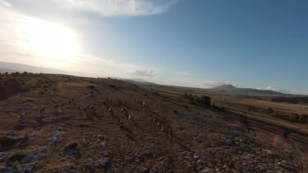 Aerea fpv drone colpo di un branco di cavalli selvatici in esecuzione su un campo verde primaverile al tramonto. — Video Stock