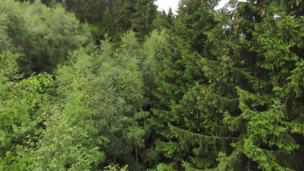 Fpv antenne drone vliegen over het mistige bos in de berg. — Stockvideo