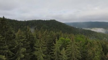Bu sisli orman sabahında ağaçların tepelerinde son derece yakın uçuş. Fpv spor aracının, dağlık tepe arazili doğa vadisi manzarası üzerindeki görüntüsü. Dinamik sinematik görünüm. 