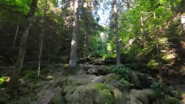 FPV-Drohnenaufnahmen eines ausgetrockneten Flusses oder kleinen Gebirgsbaches tief im grünen Wald. Auswirkungen der globalen Erwärmung auf den Klimawandel. — Stockvideo