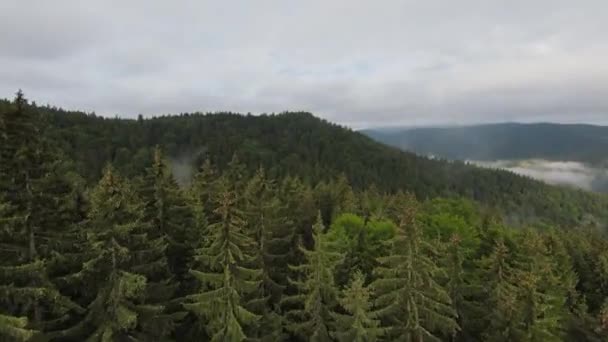 Niezwykle bliski lot nad wierzchołkami drzew w mglisty leśny poranek. Strzał z powietrza na fpv sport drone nad chmurami krajobraz doliny przyrody z pagórkowatym terenem. Dynamiczny widok kinowy. — Wideo stockowe