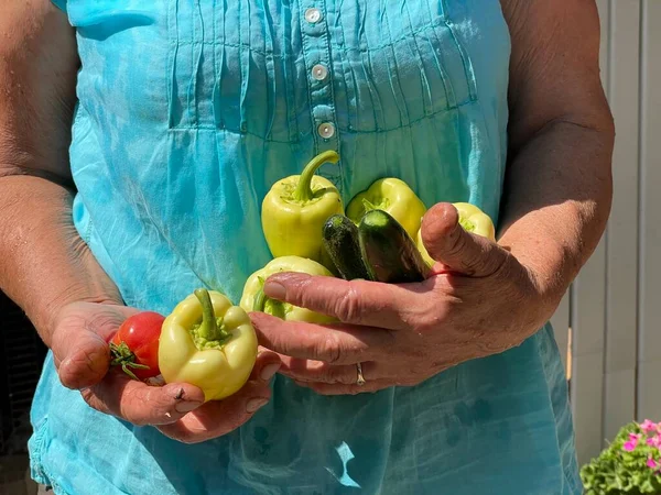 Свіжі органічні овочі крупним планом в руках фермерів. Вибірковий фокус. Жінки тримають свіжий помідор, папір та огірок . — стокове фото