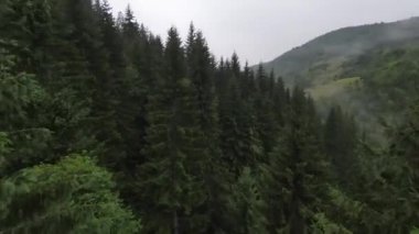 Bu sisli orman sabahında ağaçların tepelerinde son derece yakın uçuş. Fpv spor aracının, dağlık tepe arazili doğa vadisi manzarası üzerindeki görüntüsü. Dinamik sinematik görünüm. 