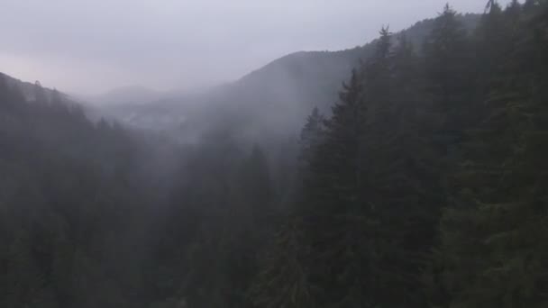 在雾蒙蒙的森林清晨，在树梢上飞得非常近。空中射击的fpv运动无人驾驶飞机在云彩的自然山谷景观与山地丘陵地形。动态电影视图. — 图库视频影像