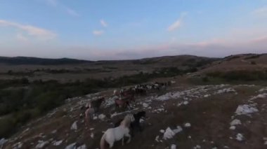 Gün batımında yeşil bir yay tarlasında koşan vahşi at sürüsünün alçak uçuşlu fpv görüntüsü. 