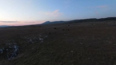 Gün batımında yeşil bir yay tarlasında koşan vahşi at sürüsünün alçak uçuşlu fpv görüntüsü. 
