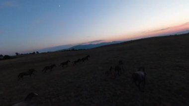 Gün batımında yeşil bir yay tarlasında koşan vahşi at sürüsünün alçak uçuşlu fpv görüntüsü. 
