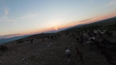 Gün batımında yeşil bir yay tarlasında koşan vahşi at sürüsünün alçak uçuşlu fpv görüntüsü. 