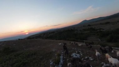 Gün batımında yeşil bir yay tarlasında koşan vahşi at sürüsünün alçak uçuşlu fpv görüntüsü. 
