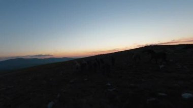 Gün batımında yeşil bir yay tarlasında koşan vahşi at sürüsünün alçak uçuşlu fpv görüntüsü. 