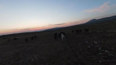 Gün batımında yeşil bir yay tarlasında koşan vahşi at sürüsünün alçak uçuşlu fpv görüntüsü. 