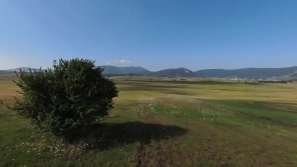 Volando por el prado verde, cerca de la hierba y el follaje de los árboles — Vídeos de Stock