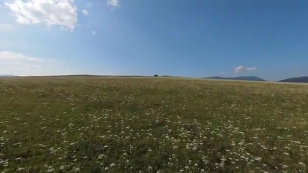 Vliegen langs de groene weide, dicht bij het gras en gebladerte van de bomen — Stockvideo