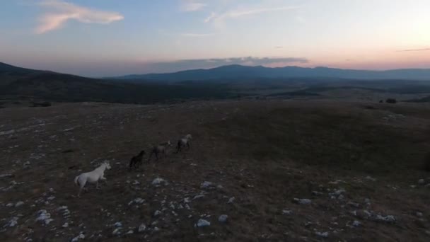 Alacsony kulcs Légi fpv drón lövés egy csorda vadlovak futó zöld tavaszi mező naplementekor. — Stock videók