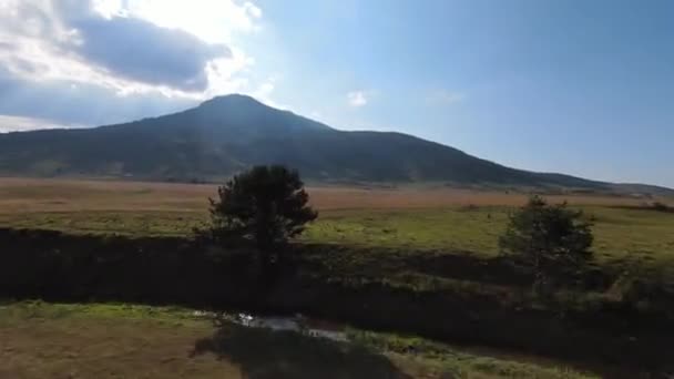 Flyger längs den gröna ängen, nära gräset och lövverk av träden — Stockvideo