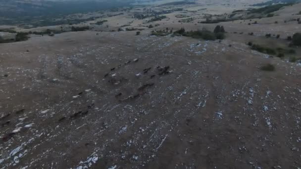 Låg nyckel antenn fpv drönare skott av en flock vilda hästar som körs på en grön vårfält vid solnedgången. — Stockvideo