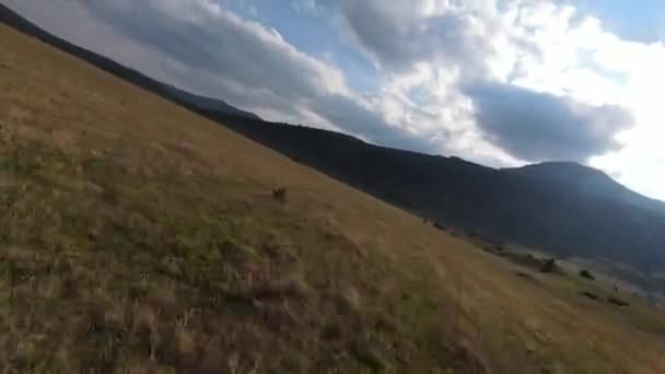 Voler le long de la prairie verte, près de l'herbe et du feuillage des arbres — Video