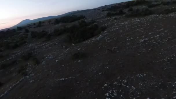Low key antenne fpv drone shot van een kudde wilde paarden rennend op een groen lenteveld bij zonsondergang. — Stockvideo