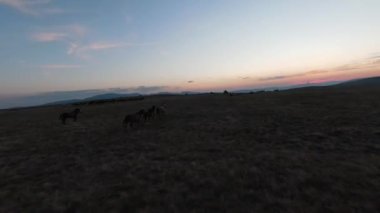 Gün batımında yeşil bir yay tarlasında koşan vahşi at sürüsünün alçak uçuşlu fpv görüntüsü. 