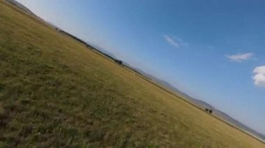 Yeşil çayır boyunca uçuyor, çimlere ve ağaçların yapraklarına yakın.
