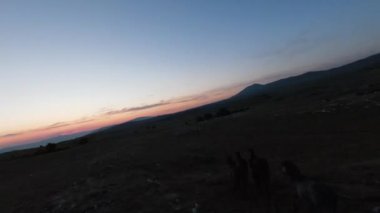 Gün batımında yeşil bir yay tarlasında koşan vahşi at sürüsünün alçak uçuşlu fpv görüntüsü. 