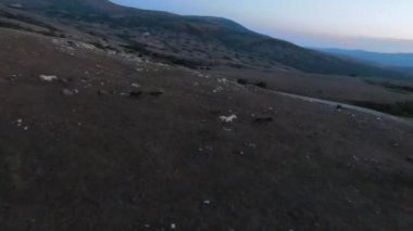 Gün batımında yeşil bir yay tarlasında koşan vahşi at sürüsünün alçak uçuşlu fpv görüntüsü. 