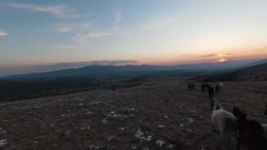 Gün batımında yeşil bir yay tarlasında koşan vahşi at sürüsünün alçak uçuşlu fpv görüntüsü. 