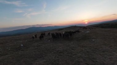 Gün batımında yeşil bir yay tarlasında koşan vahşi at sürüsünün alçak uçuşlu fpv görüntüsü. 