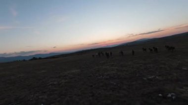 Gün batımında yeşil bir yay tarlasında koşan vahşi at sürüsünün alçak uçuşlu fpv görüntüsü. 