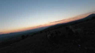 Gün batımında yeşil bir yay tarlasında koşan vahşi at sürüsünün alçak uçuşlu fpv görüntüsü. 