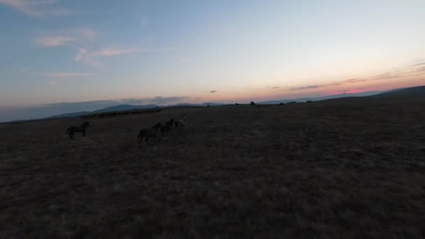Low key Aerial fpv drone shot ze stada dzikich koni biegających po zielonym polu źródlanym o zachodzie słońca. — Wideo stockowe