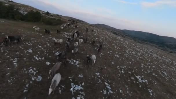 Low key antenne fpv drone shot van een kudde wilde paarden rennend op een groen lenteveld bij zonsondergang. — Stockvideo