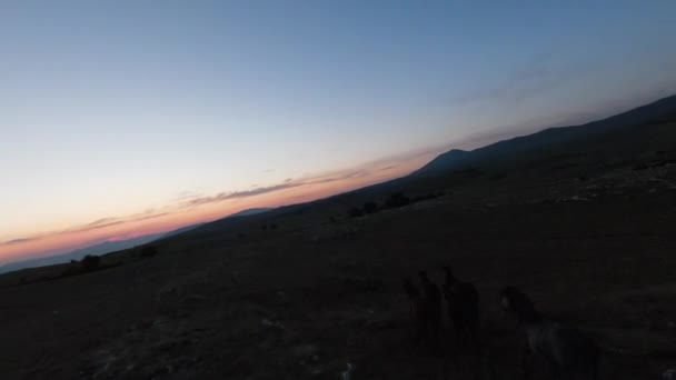 Basso tasto aereo fpv drone colpo di un branco di cavalli selvatici in esecuzione su un campo verde primaverile al tramonto. — Video Stock