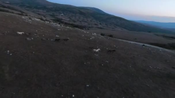 Alacsony kulcs Légi fpv drón lövés egy csorda vadlovak futó zöld tavaszi mező naplementekor. — Stock videók