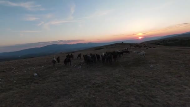Low key Aerial fpv drone shot of a herd of wild horses running on a green spring field at the sunset. — Stock Video