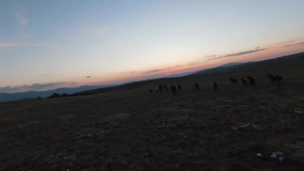 Låg nyckel antenn fpv drönare skott av en flock vilda hästar som körs på en grön vårfält vid solnedgången. — Stockvideo