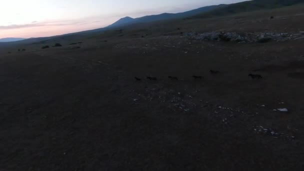 Låg nyckel antenn fpv drönare skott av en flock vilda hästar som körs på en grön vårfält vid solnedgången. — Stockvideo