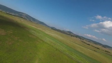 Yeşil çayır boyunca uçuyor, çimlere ve ağaçların yapraklarına yakın.