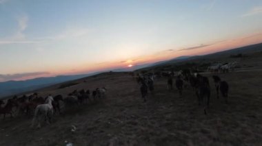 Gün batımında yeşil bir yay tarlasında koşan vahşi at sürüsünün alçak uçuşlu fpv görüntüsü. 
