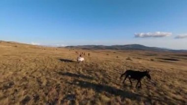 Güzel yaz günbatımında bir tarlada koşan vahşi at sürüsünün etrafında uçan ve kovalayan bir FPV drone görüntüsü.. 