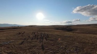 Güzel yaz günbatımında bir tarlada koşan vahşi at sürüsünün etrafında uçan ve kovalayan bir FPV drone görüntüsü.. 