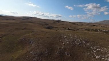 Güzel yaz günbatımında bir tarlada koşan vahşi at sürüsünün etrafında uçan ve kovalayan bir FPV drone görüntüsü.. 