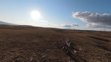 Güzel yaz günbatımında bir tarlada koşan vahşi at sürüsünün etrafında uçan ve kovalayan bir FPV drone görüntüsü.. 