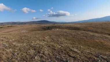 Güzel yaz günbatımında bir tarlada koşan vahşi at sürüsünün etrafında uçan ve kovalayan bir FPV drone görüntüsü.. 